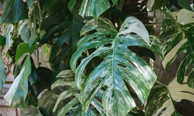 monstera-albo-borsigiana