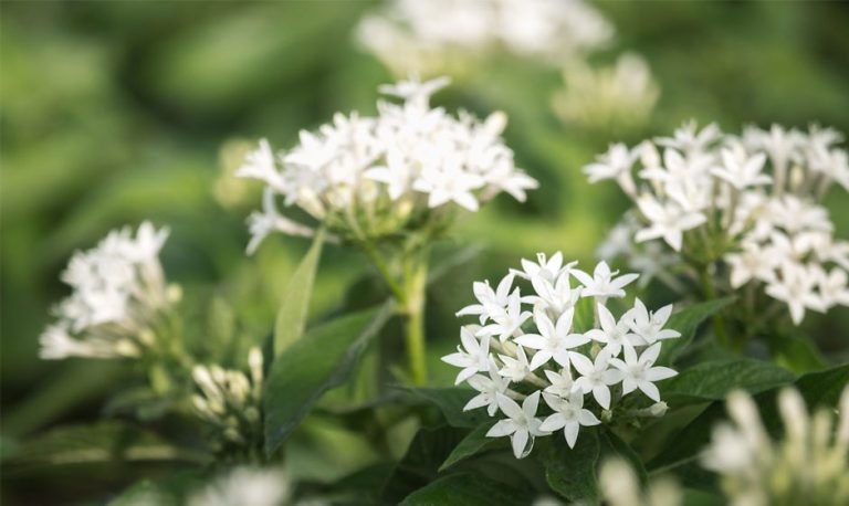 plant with clusters of tiny white flowers