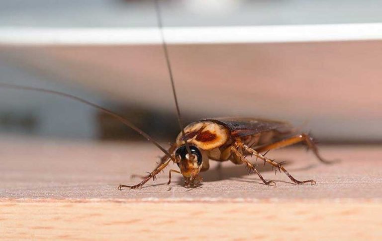 How to Effectively Remove Water Bugs and Cockroaches from Your Home