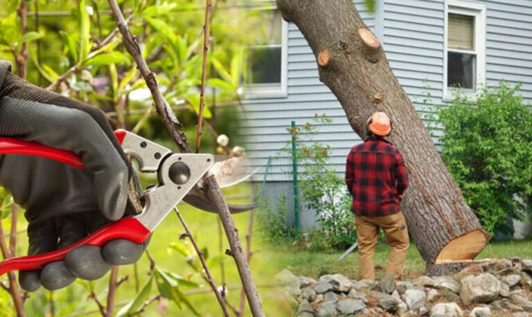 Tips to Find a Good Tree Removal Service