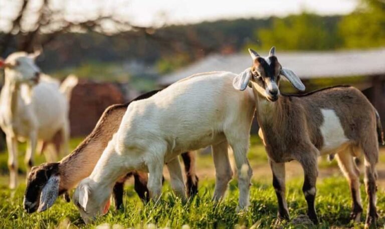 Choosing the Best Goat Pasture Seed for Healthy, Happy Herds